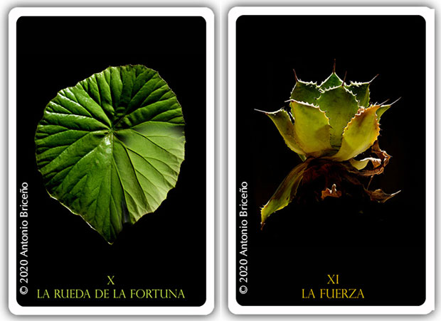 A Roda da Fortuna e a Força no Tarot do Jardim - Antonio Briceño