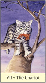 7. O Carro no Cat's Eye Tarot