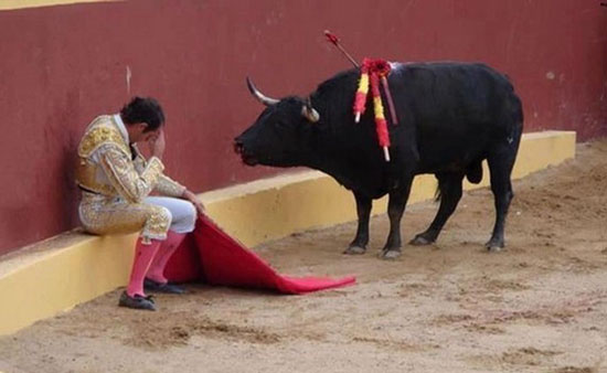 O toureiro Alvaro Munera e o touro