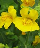 Mimulus