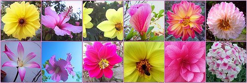 Flores utilizadas nos florais de Minas