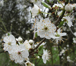 Floral de Bach Cherry Plum Flower