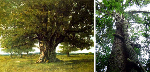 Árvores que representam o momento brasileiro
