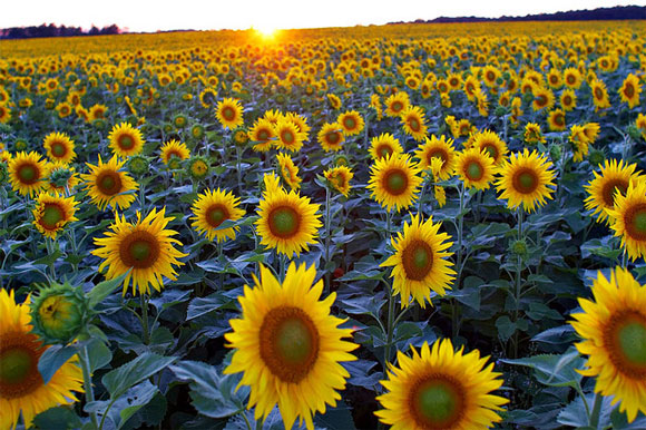 Imagem para o Sol em Leão