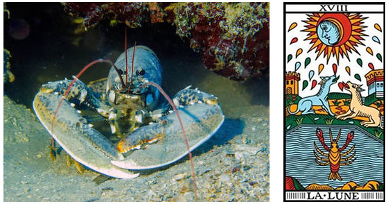Constelações familiares e tarô - Lagosta e a Lua