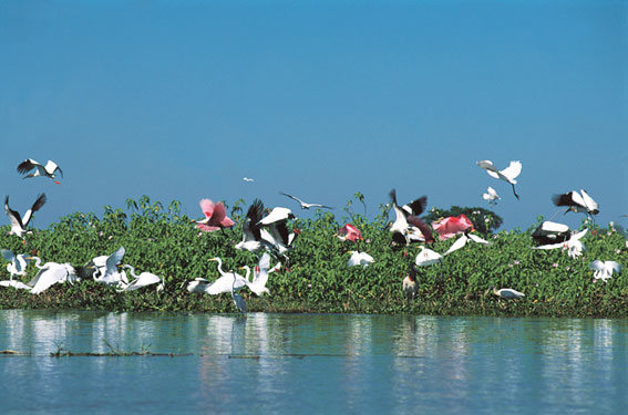 Rui Babel 1811: aves no pantanal
