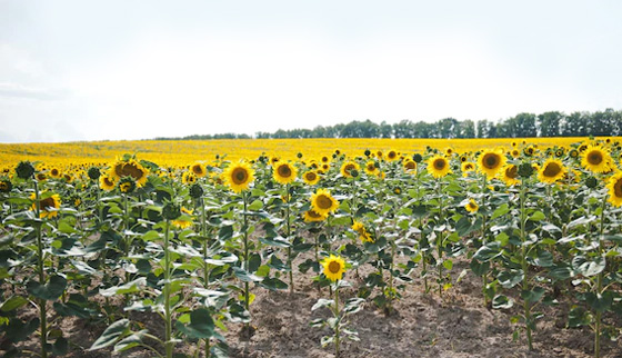 Campo de girassóis na Ucrânia