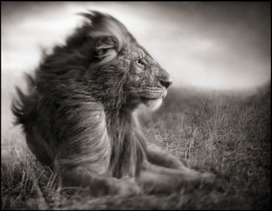 Leão: a força dos instintos e das paixões