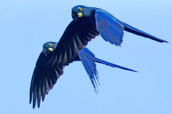 Quadras no céu - Arara azul ameaçada