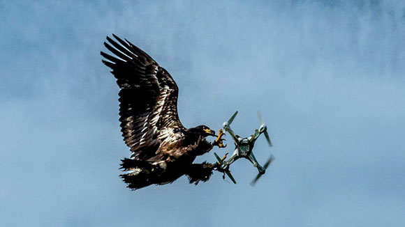 Águia caçando drone